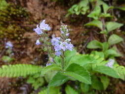 Image of Health Speedwell