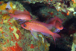 Plancia ëd Anthias anthias (Linnaeus 1758)