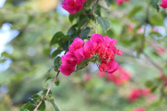 Слика од Bougainvillea