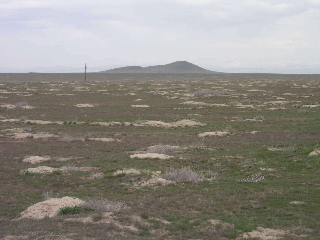 Image of Idaho Ground Squirrel