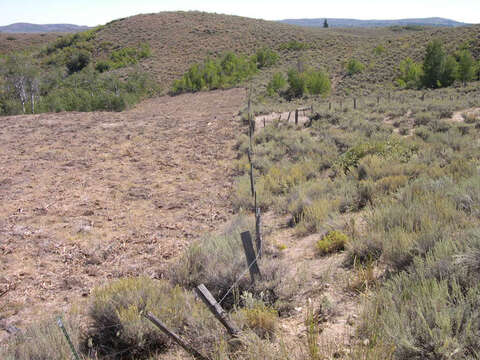 Imagem de Artemisia tridentata (Nutt.) W. A. Weber