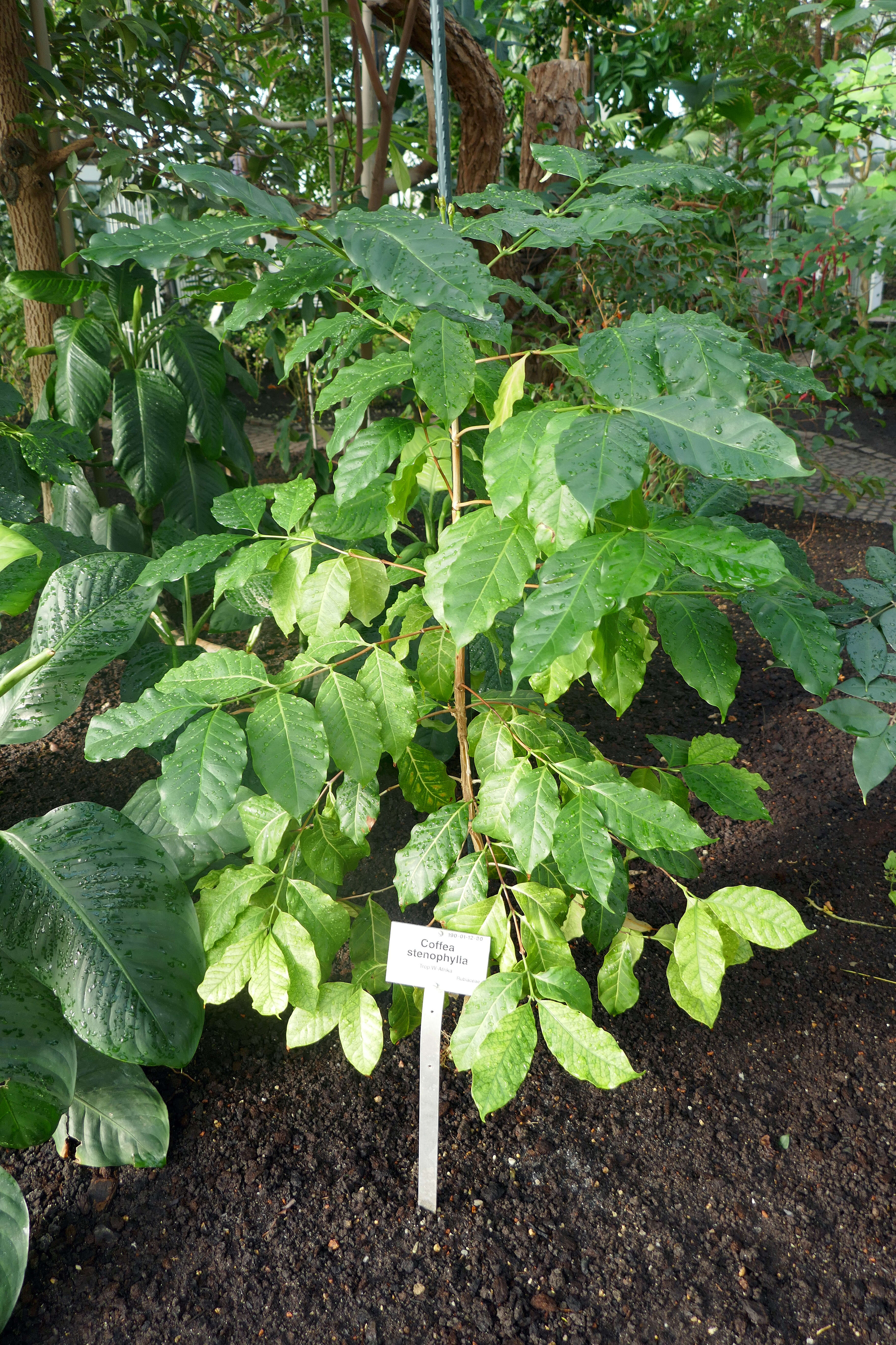 Plancia ëd Coffea stenophylla G. Don