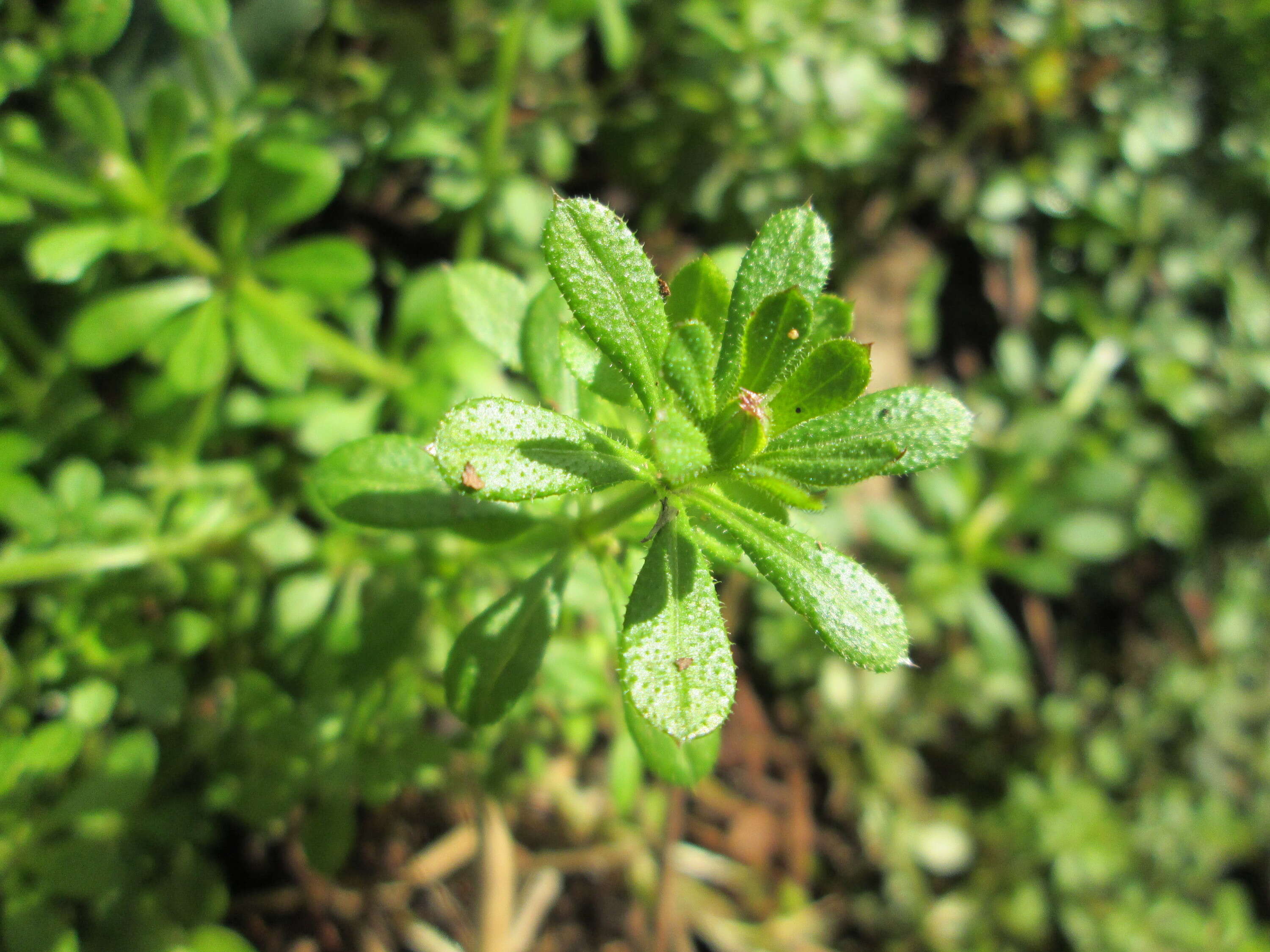 Plancia ëd Galium aparine L.