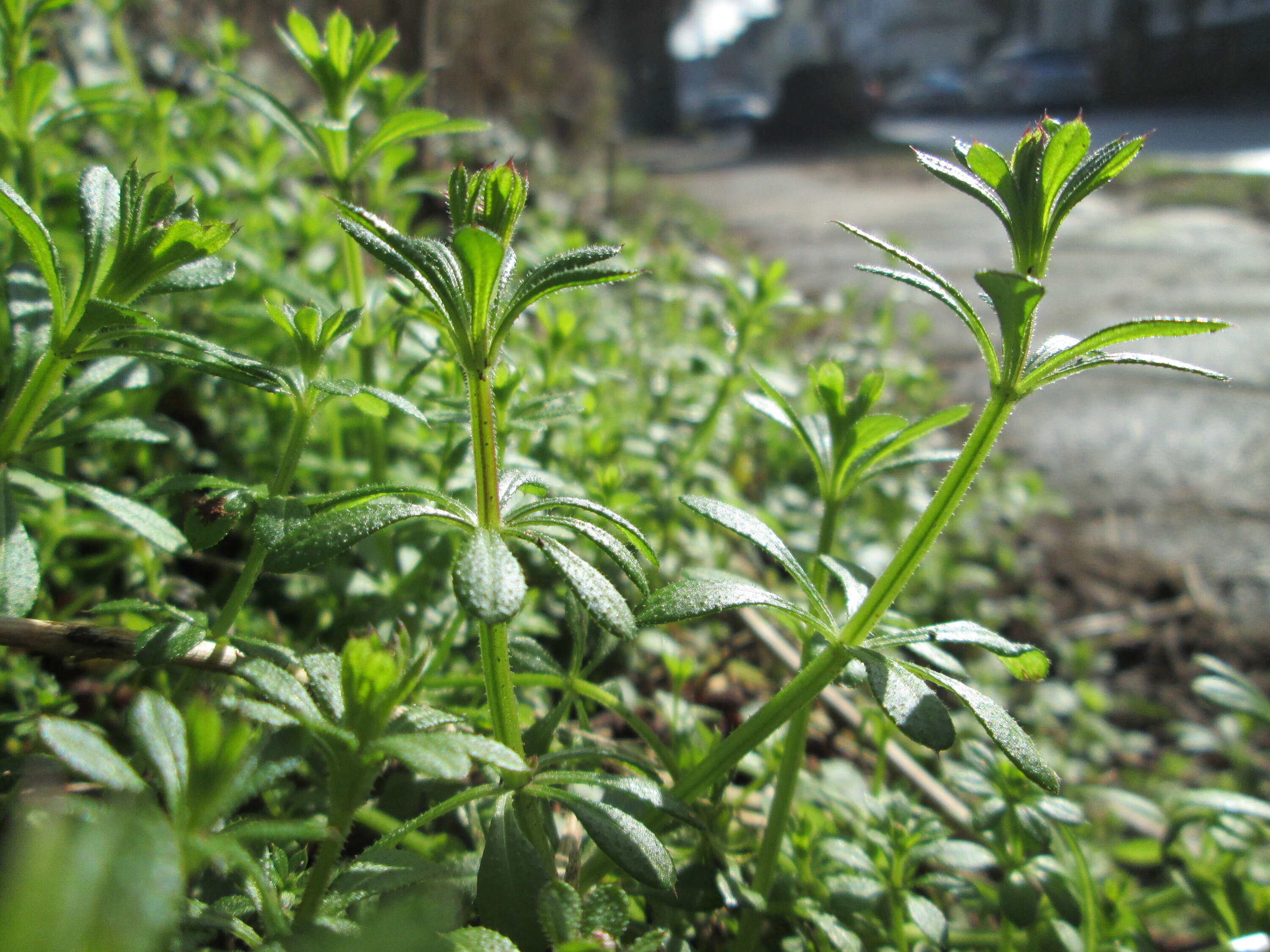 Plancia ëd Galium aparine L.