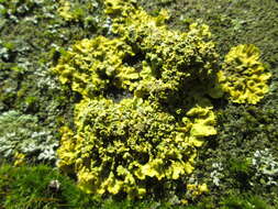 Image of orange wall lichen