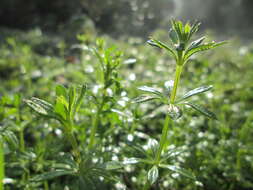 Plancia ëd Galium aparine L.