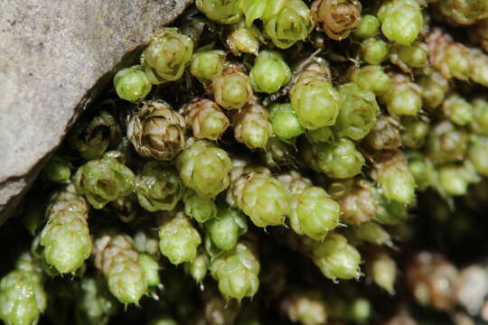 Image of Bryum elegans Nees ex Bridel 1827