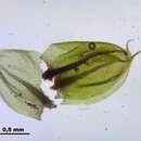 Image of Bryum elegans Nees ex Bridel 1827