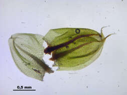 Image of Bryum elegans Nees ex Bridel 1827
