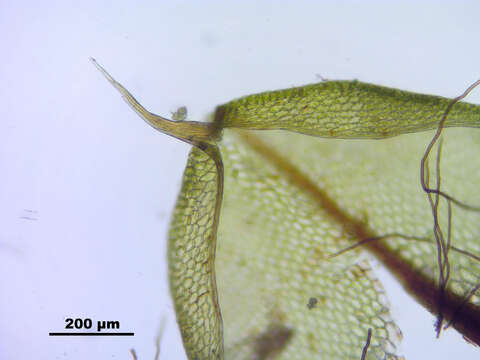 Image of Bryum elegans Nees ex Bridel 1827