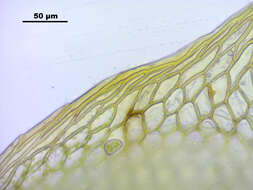 Image of Bryum elegans Nees ex Bridel 1827