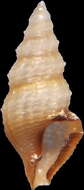 Image of Nannodiella vespuciana (d'Orbigny 1847)