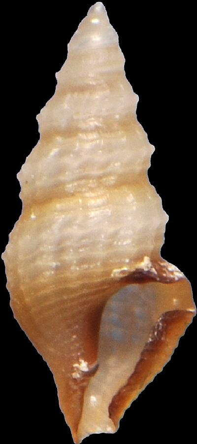 Nannodiella vespuciana (d'Orbigny 1847)的圖片