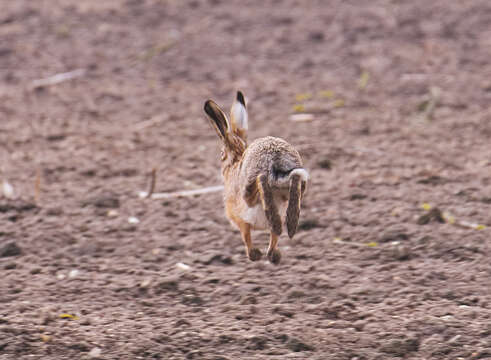 Image of brown hare, european hare