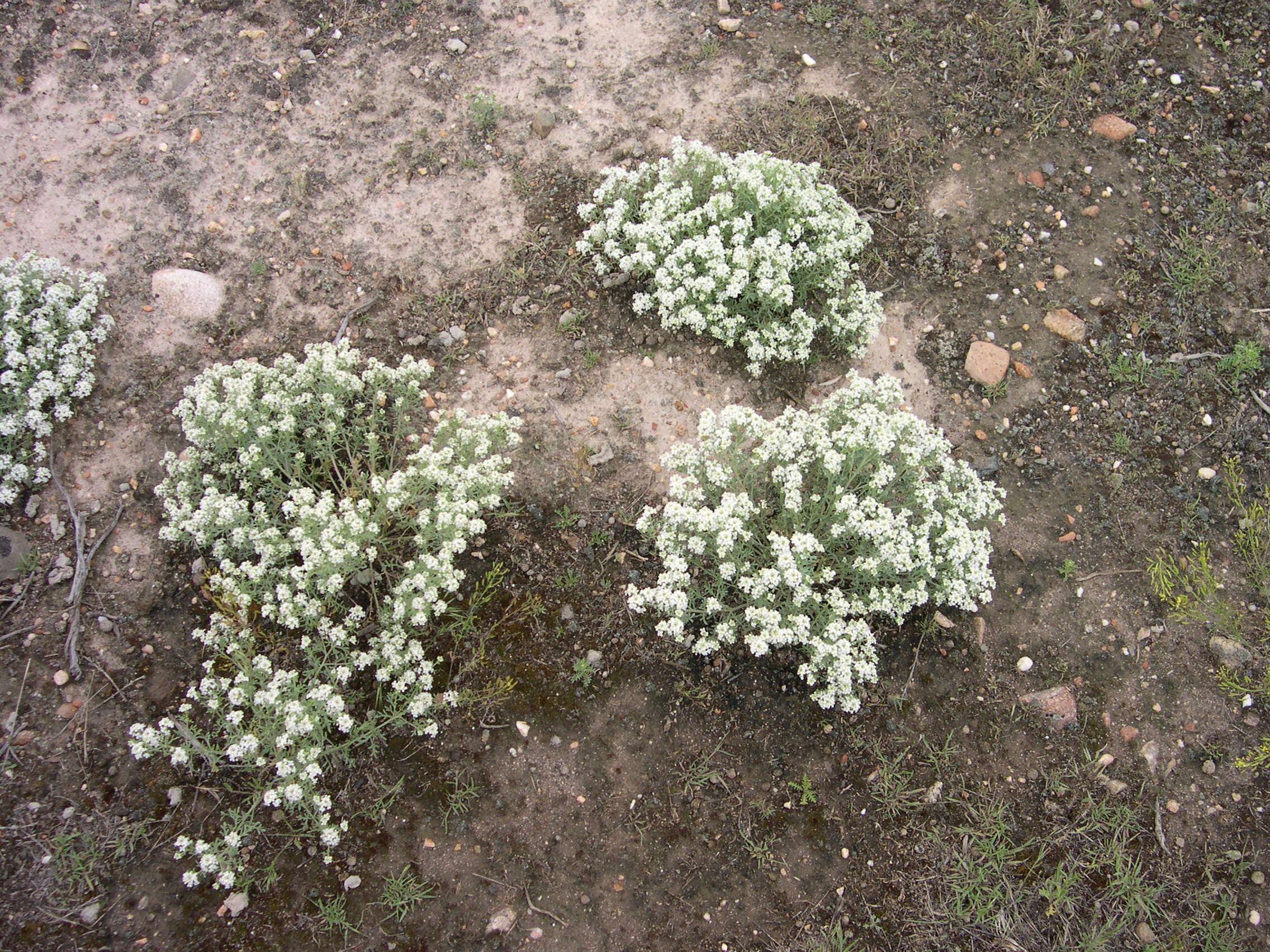 Image of Idaho pepperweed
