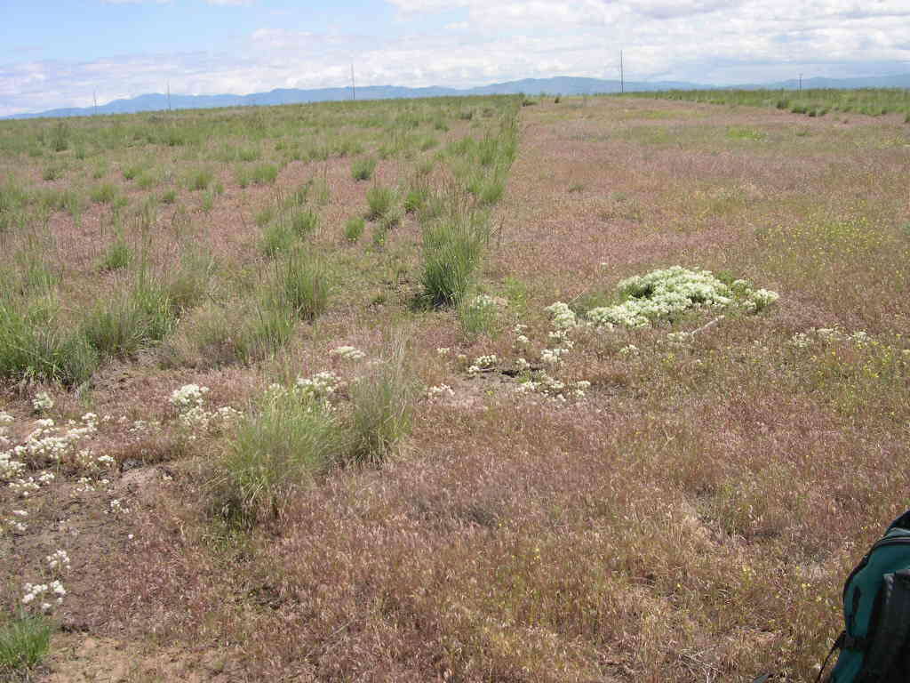 Image of Idaho pepperweed