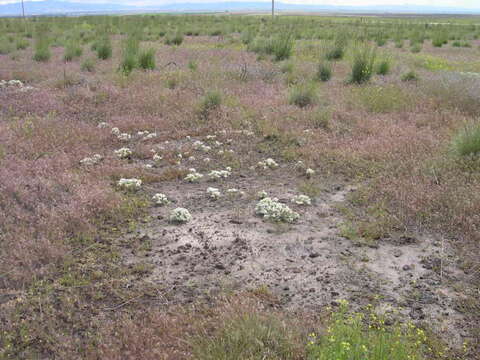 Imagem de Lepidium papilliferum (L. F. Hend.) A. Nelson & J. F. Macbr.