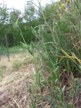 Image of striped corn catchfly