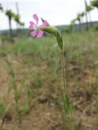 Image of striped corn catchfly