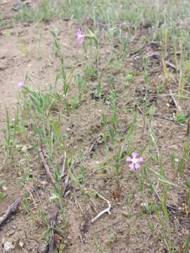 Image of striped corn catchfly