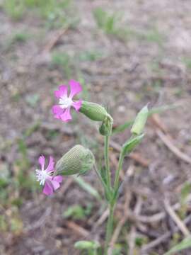 Image of striped corn catchfly