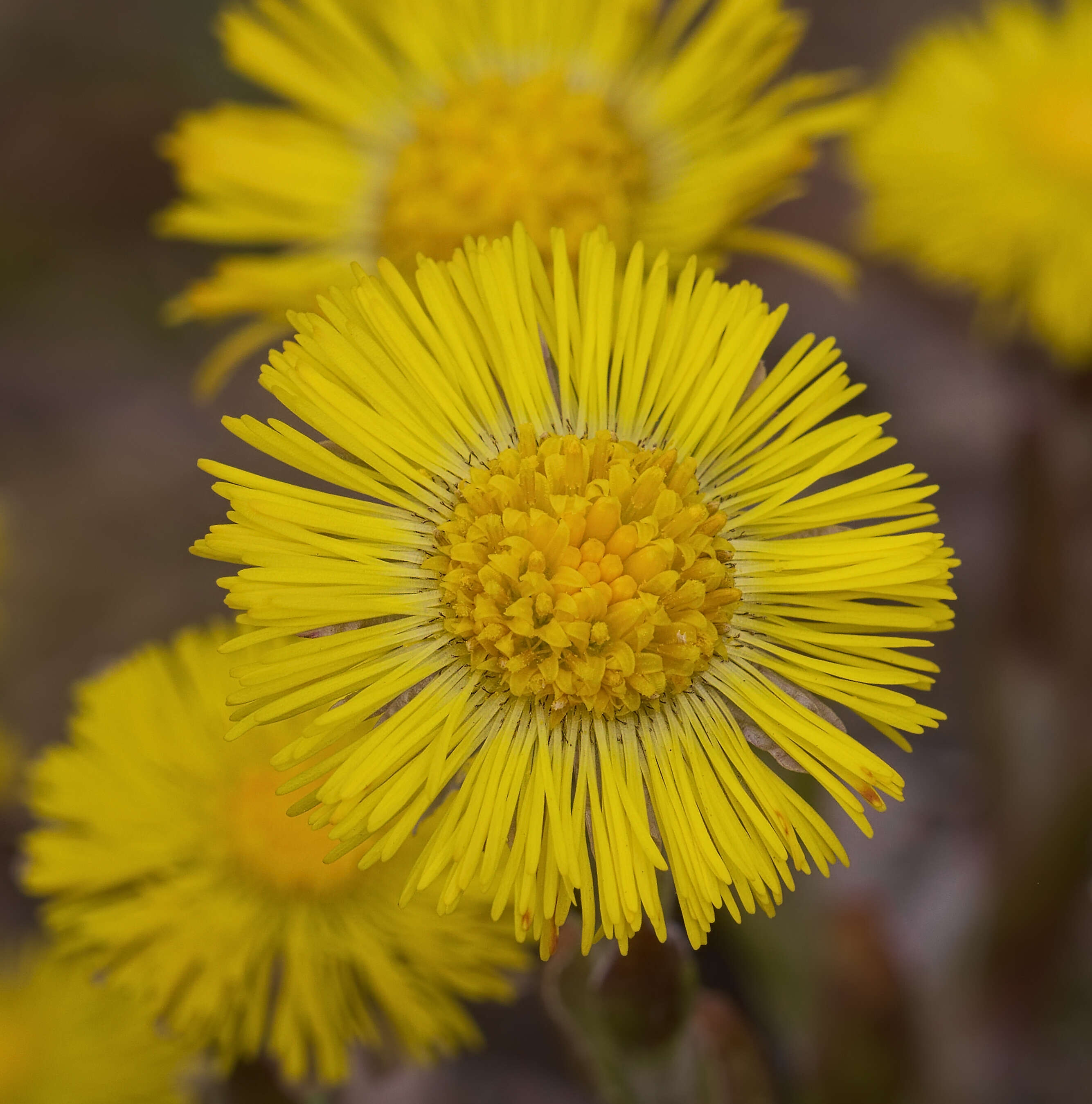 Image of coltsfoot