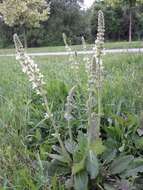 Imagem de Salvia austriaca Jacq.