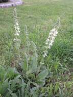 Image de Salvia austriaca Jacq.