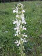 Image de Salvia austriaca Jacq.