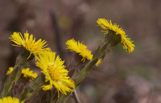 Image of coltsfoot