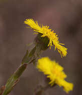 Image of coltsfoot