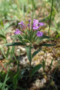 Image of Ziziphora capitata L.