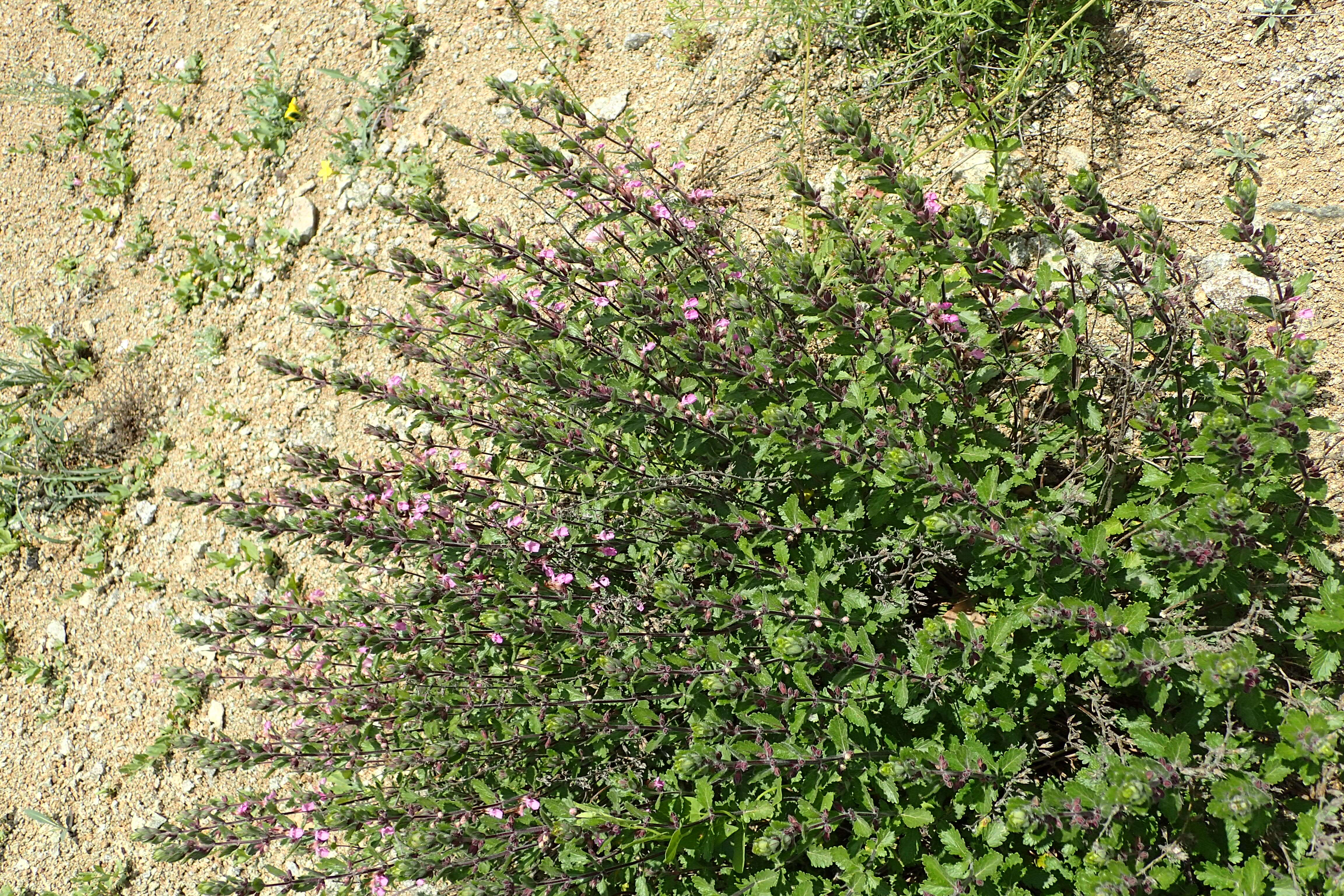 Image de Germandrée petit-chêne