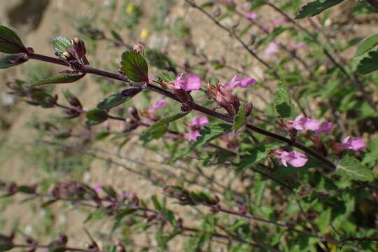 Слика од Teucrium chamaedrys L.