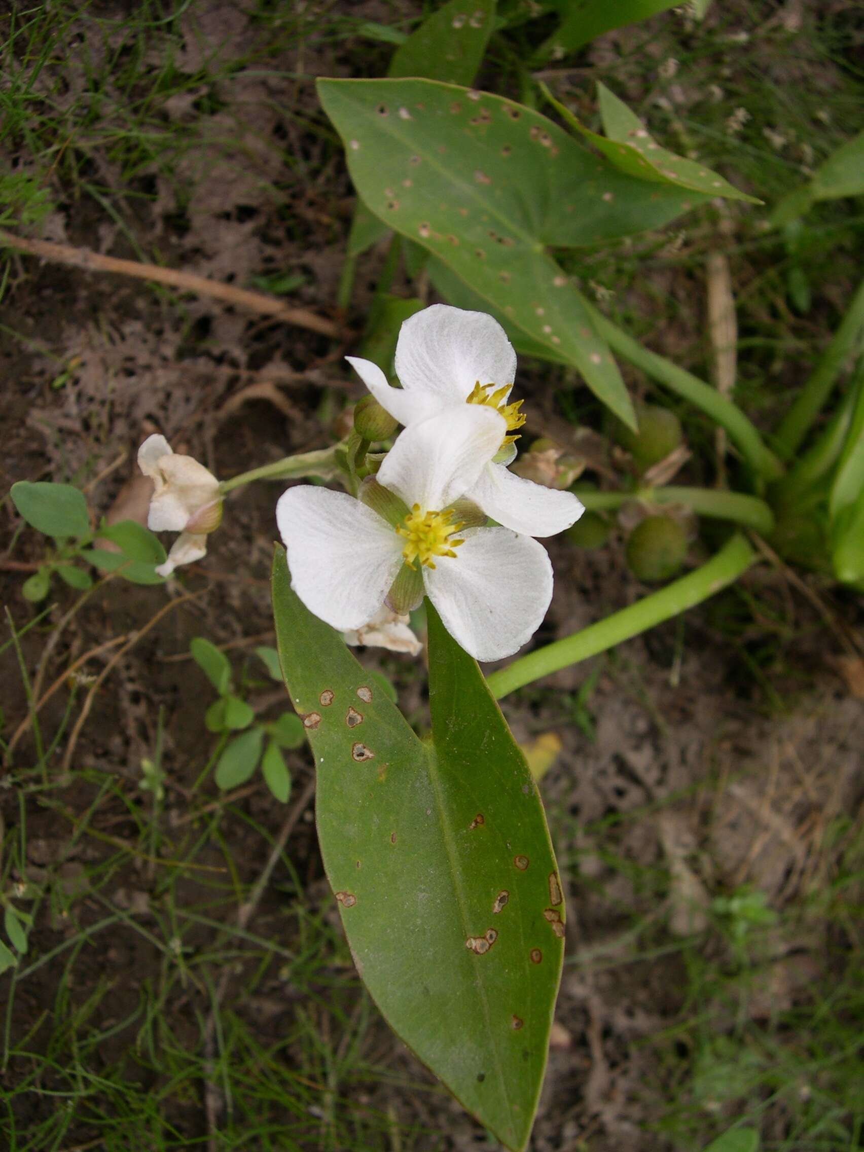 Plancia ëd Sagittaria cuneata E. Sheld.