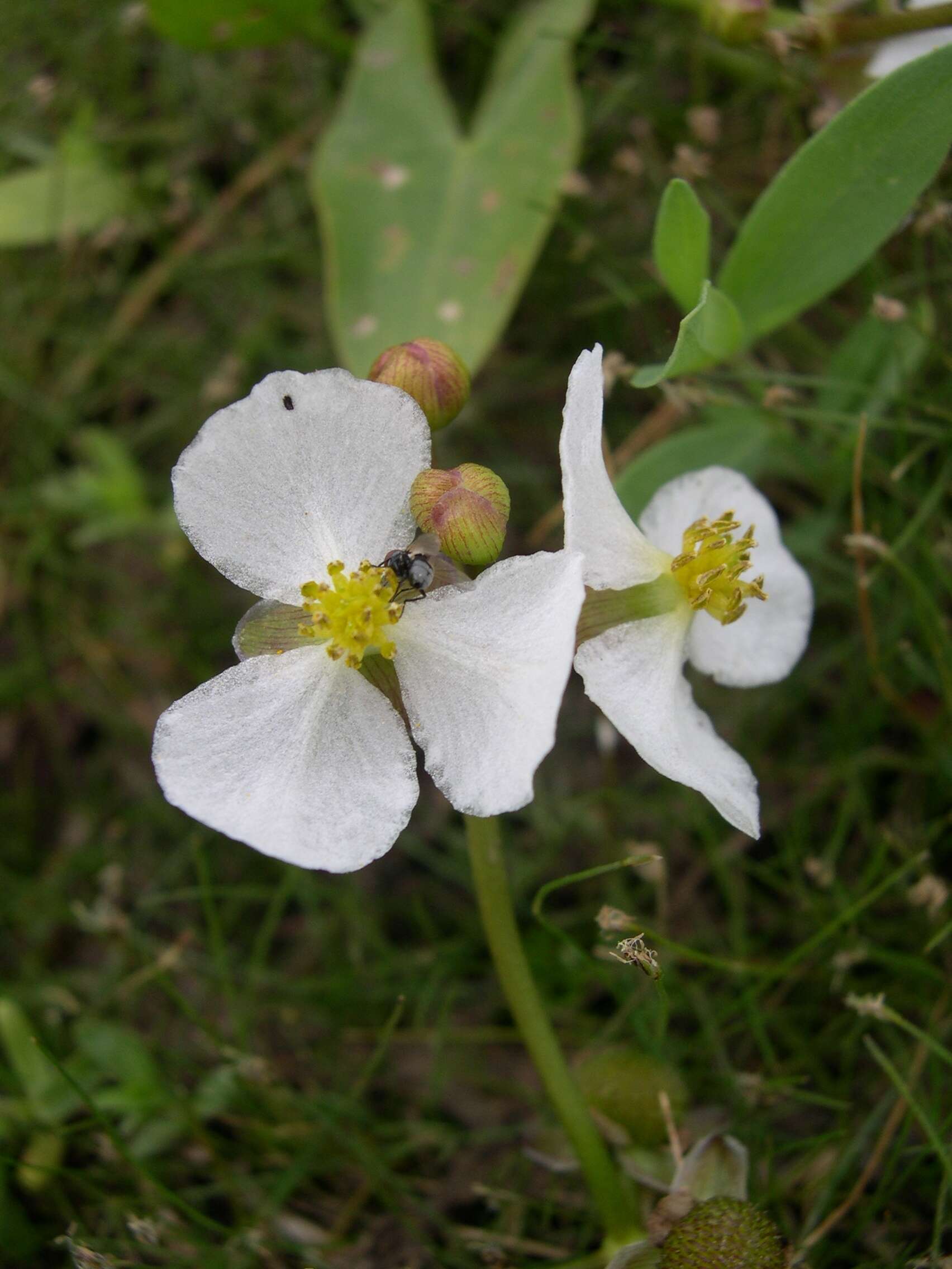 Plancia ëd Sagittaria cuneata E. Sheld.