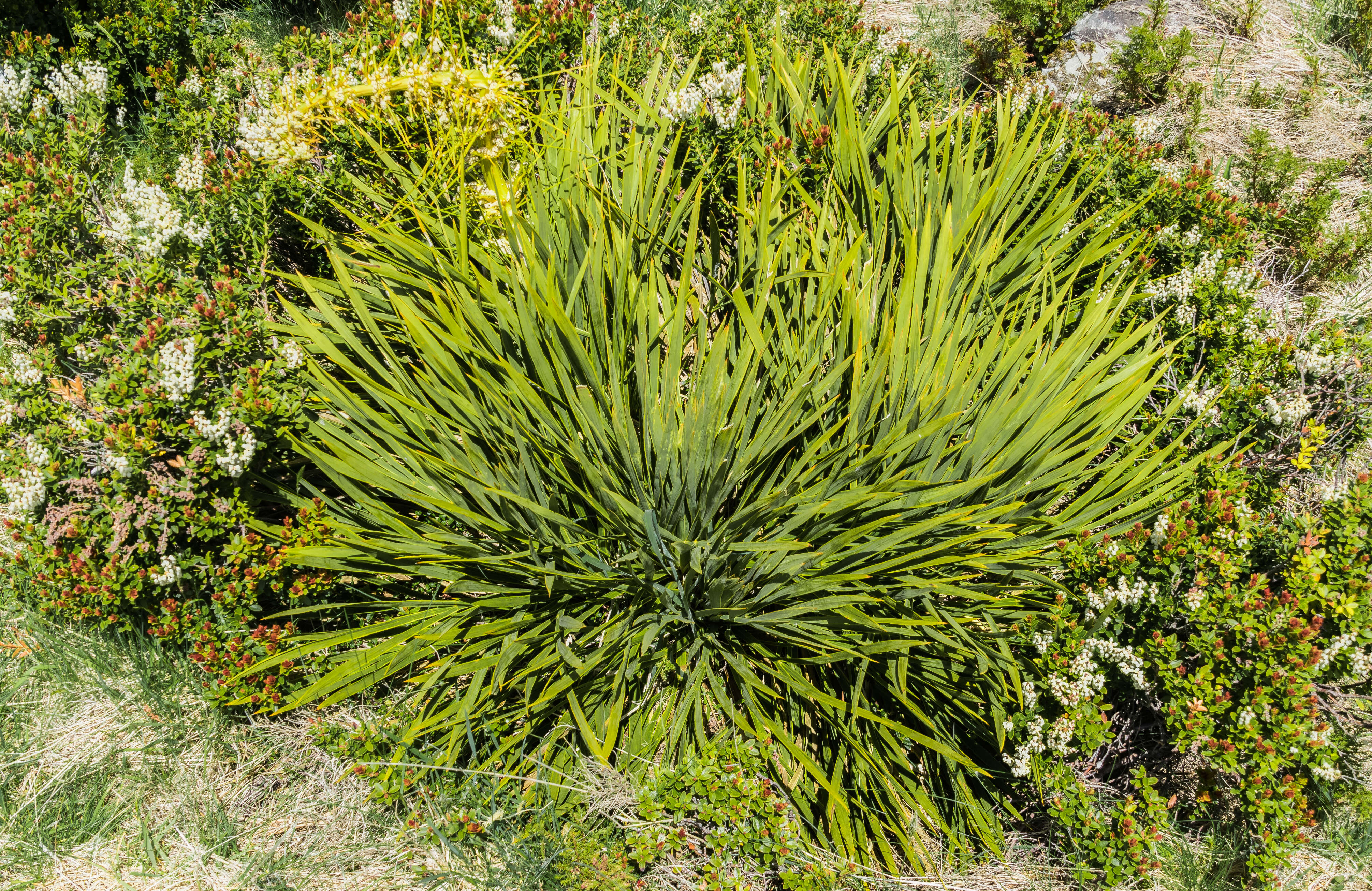 Image of Aciphylla colensoi Hook. fil.