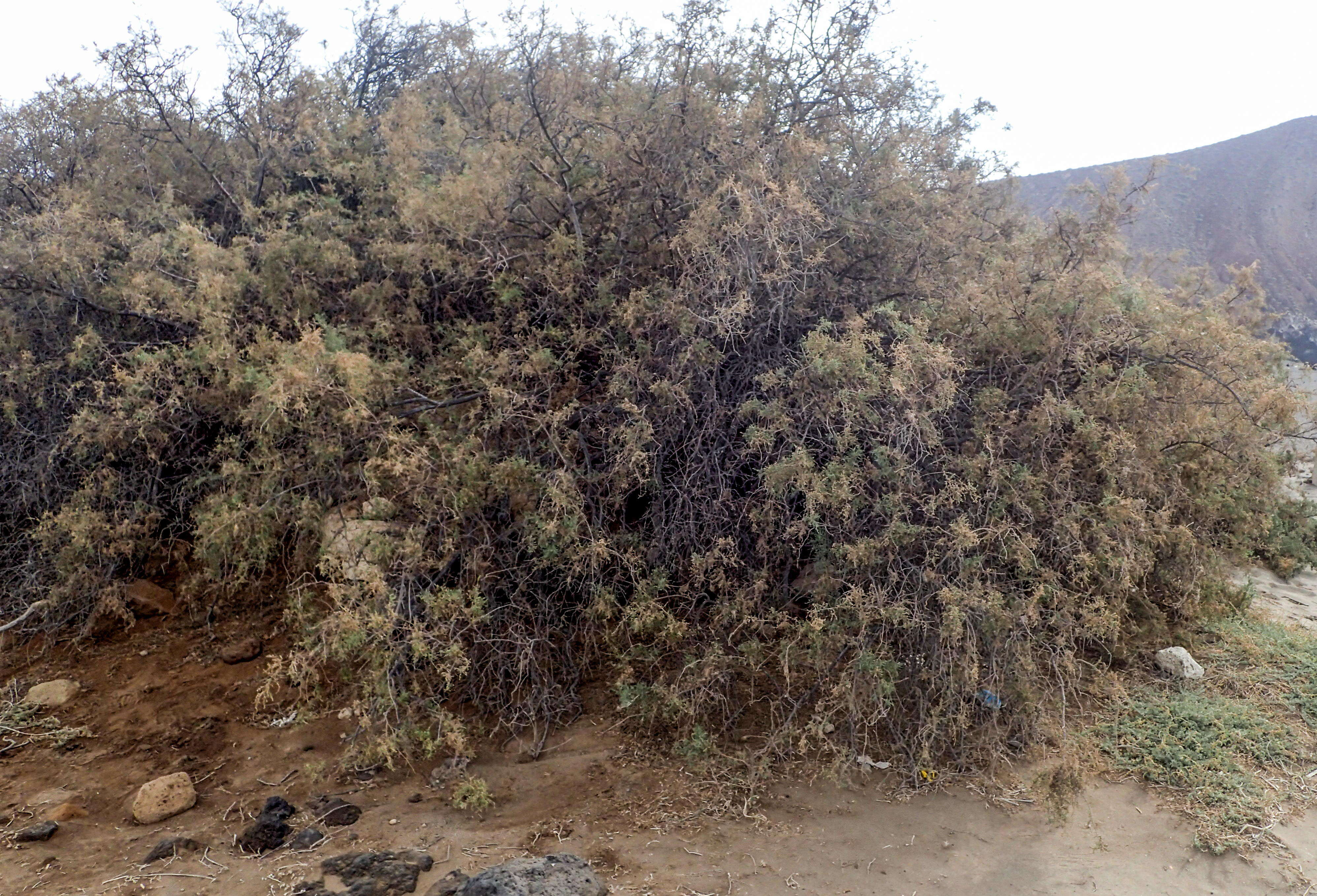 Image of Canary Island tamarisk