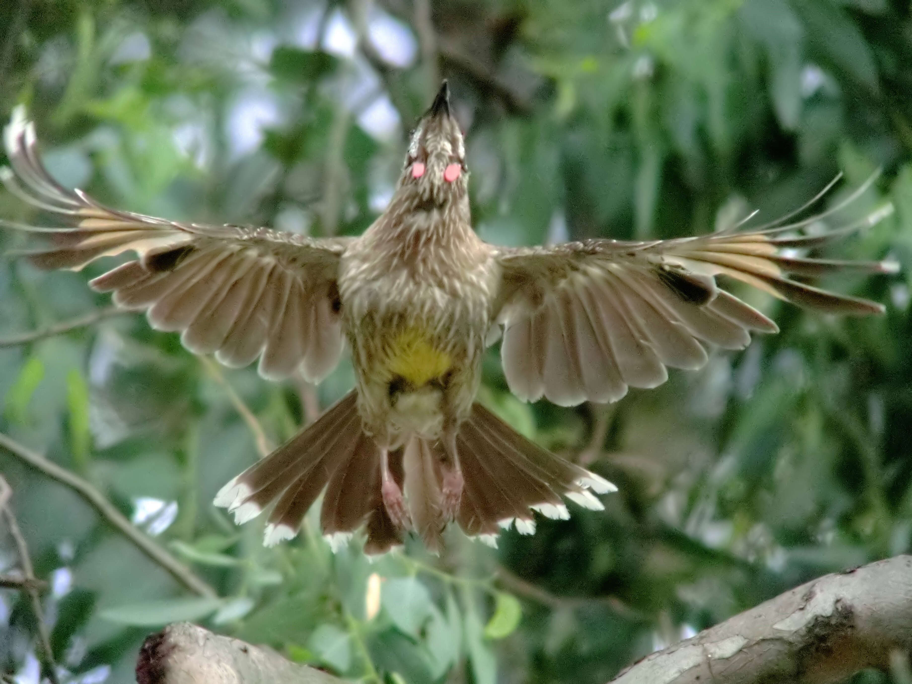 Image of Red Wattlebird