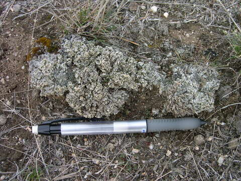 Image of texosporium lichen