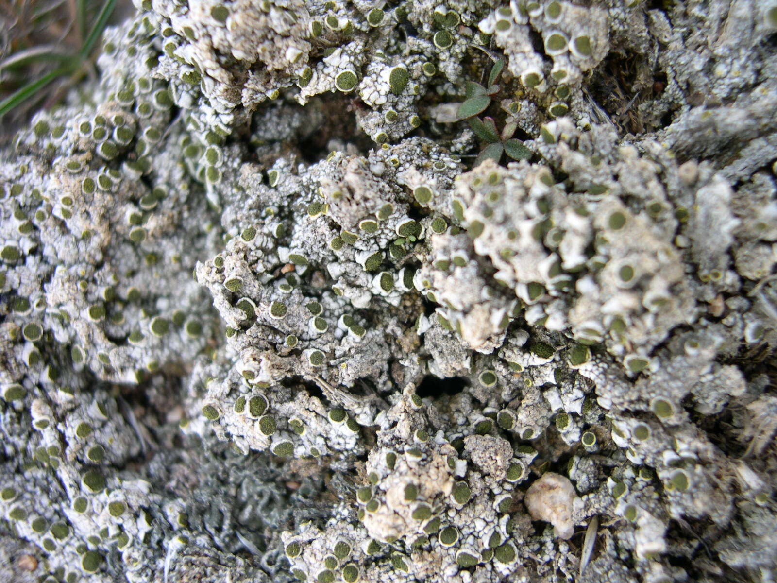 Image of texosporium lichen