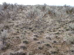 Image of texosporium lichen