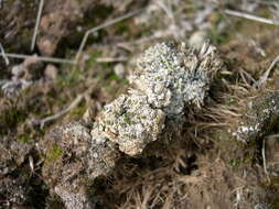 Image of texosporium lichen