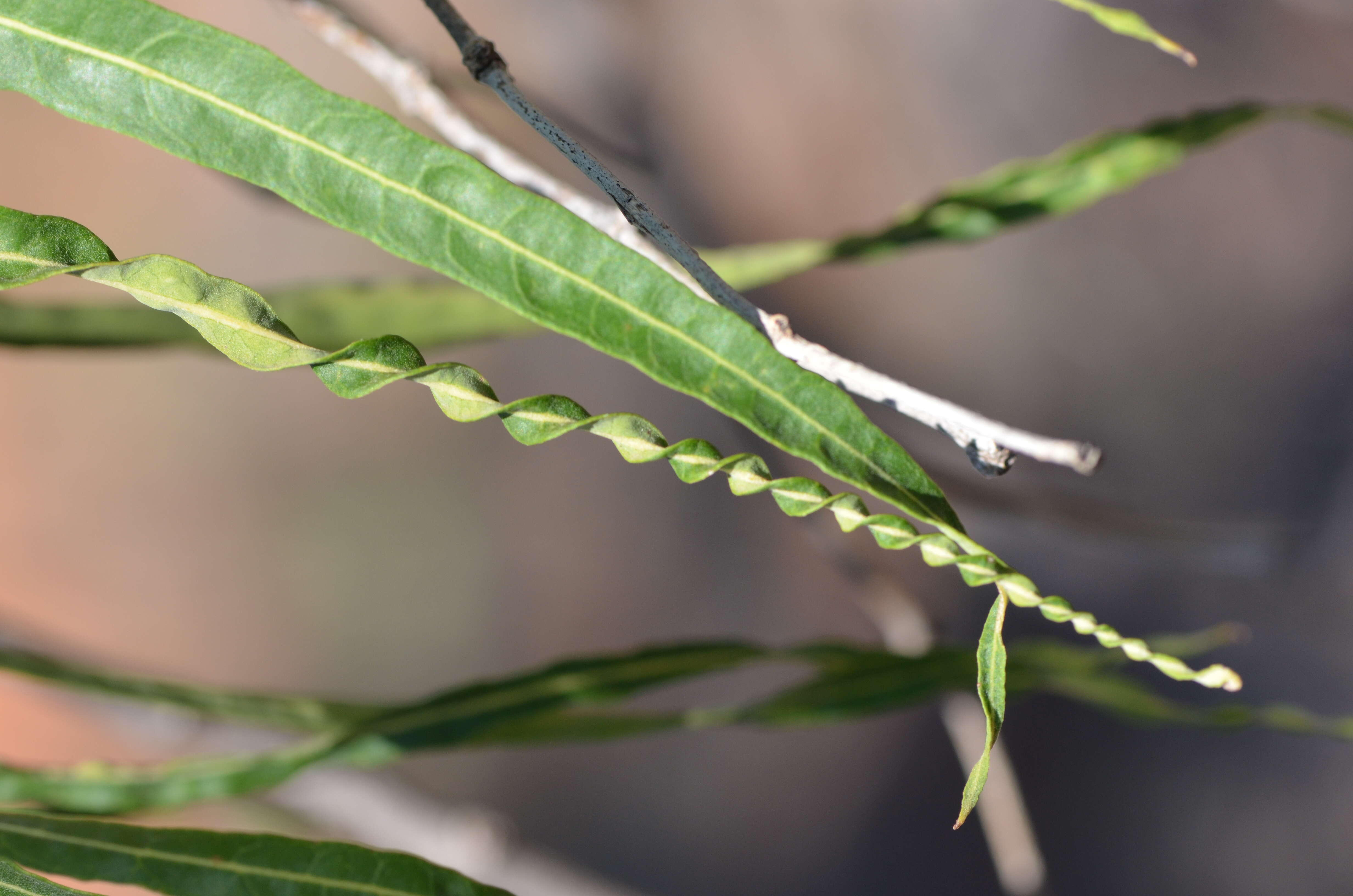 Image of Parsonsia eucalyptophylla F. Müll.