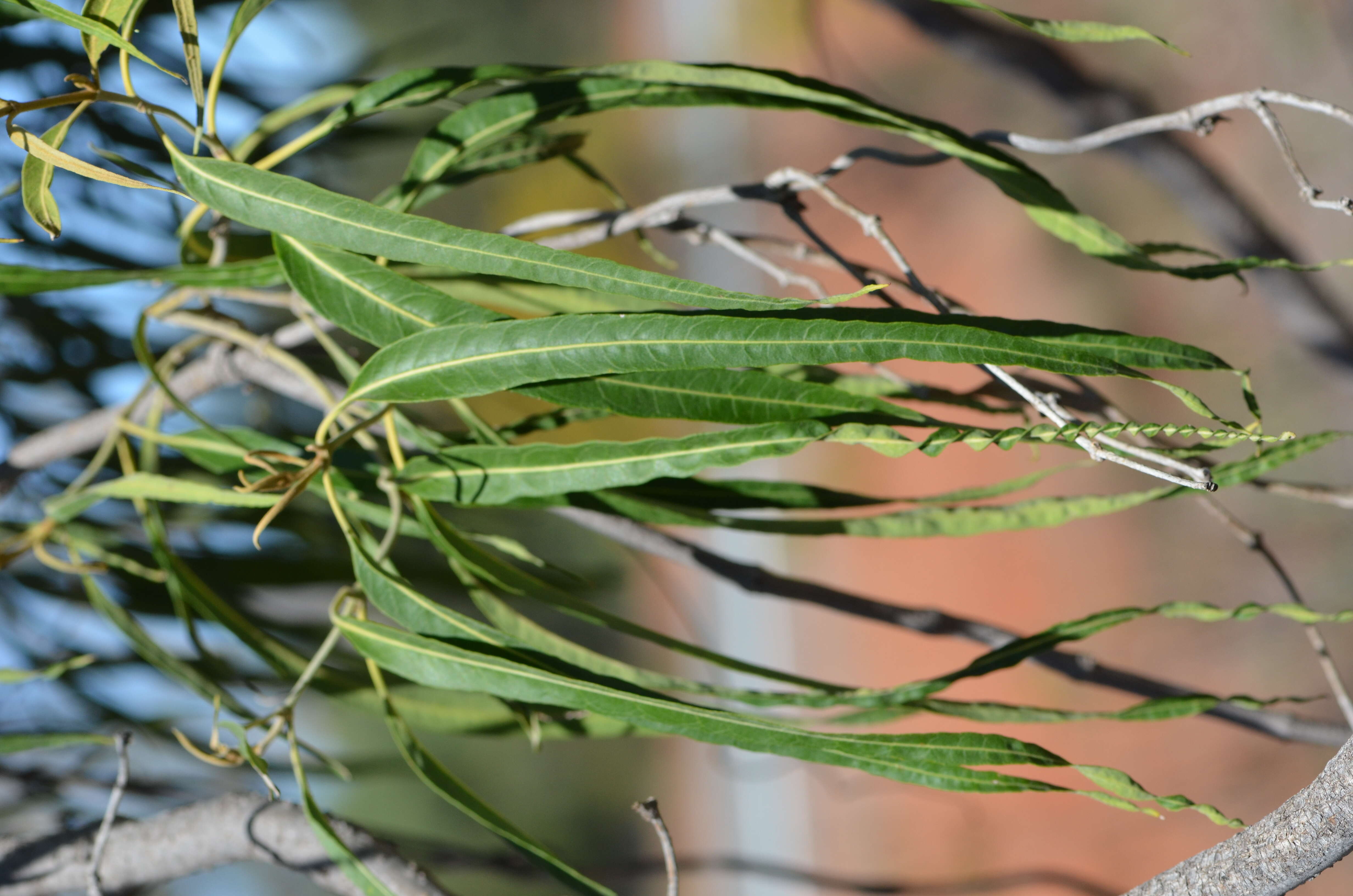 Image of Parsonsia eucalyptophylla F. Müll.