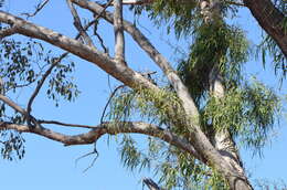 Image of Parsonsia eucalyptophylla F. Müll.