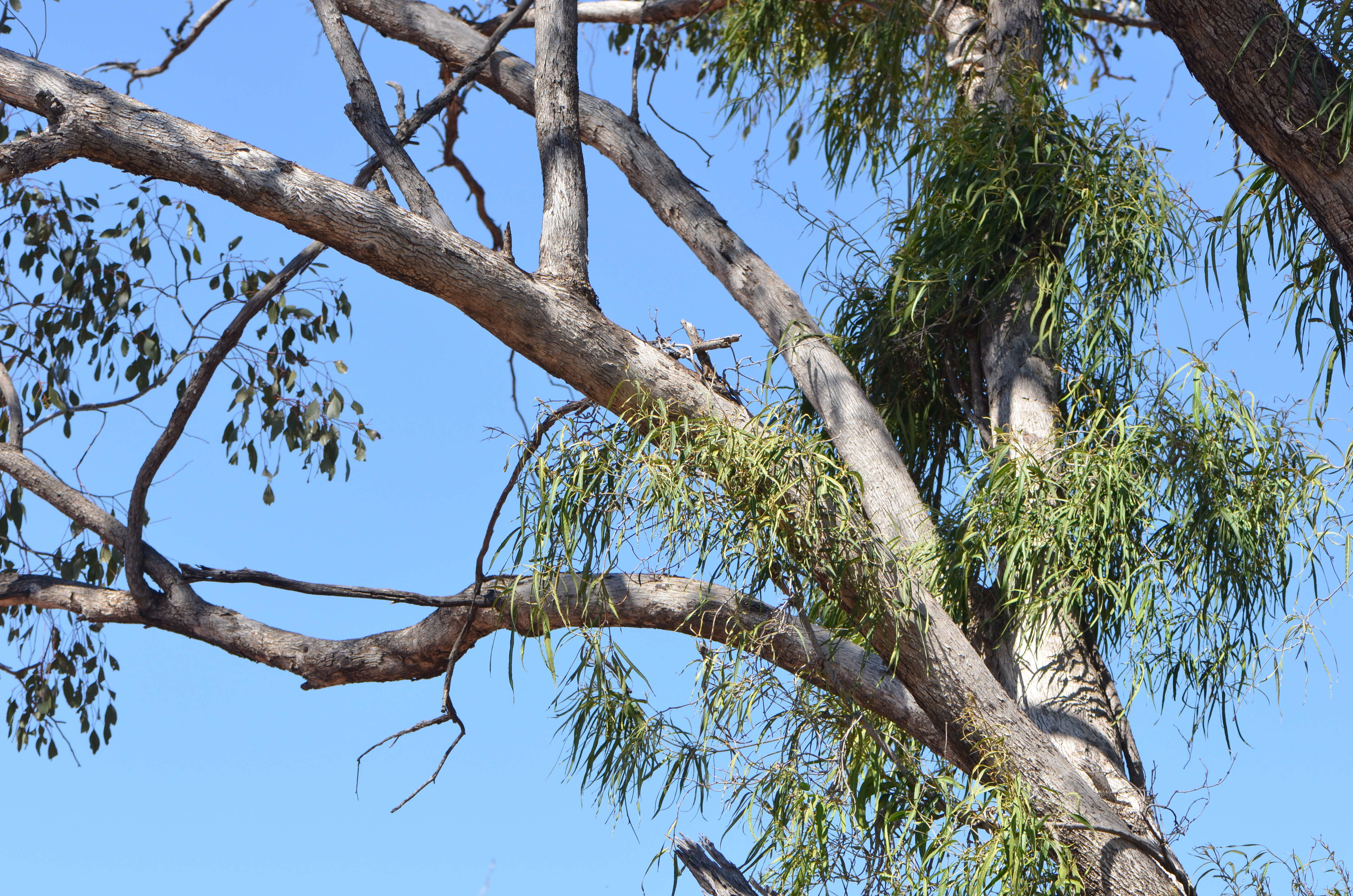 Image of Parsonsia eucalyptophylla F. Müll.