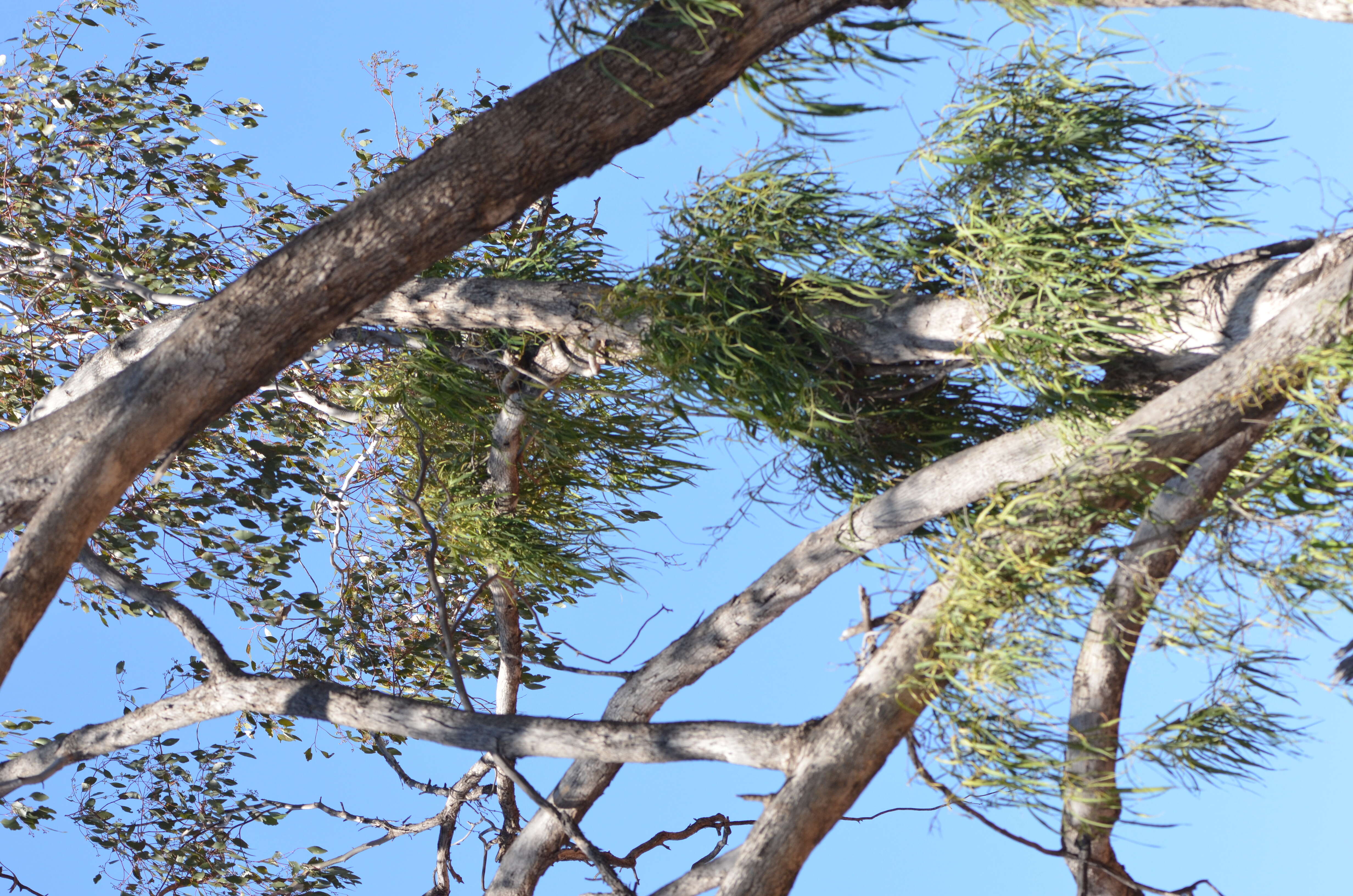 Image of Parsonsia eucalyptophylla F. Müll.