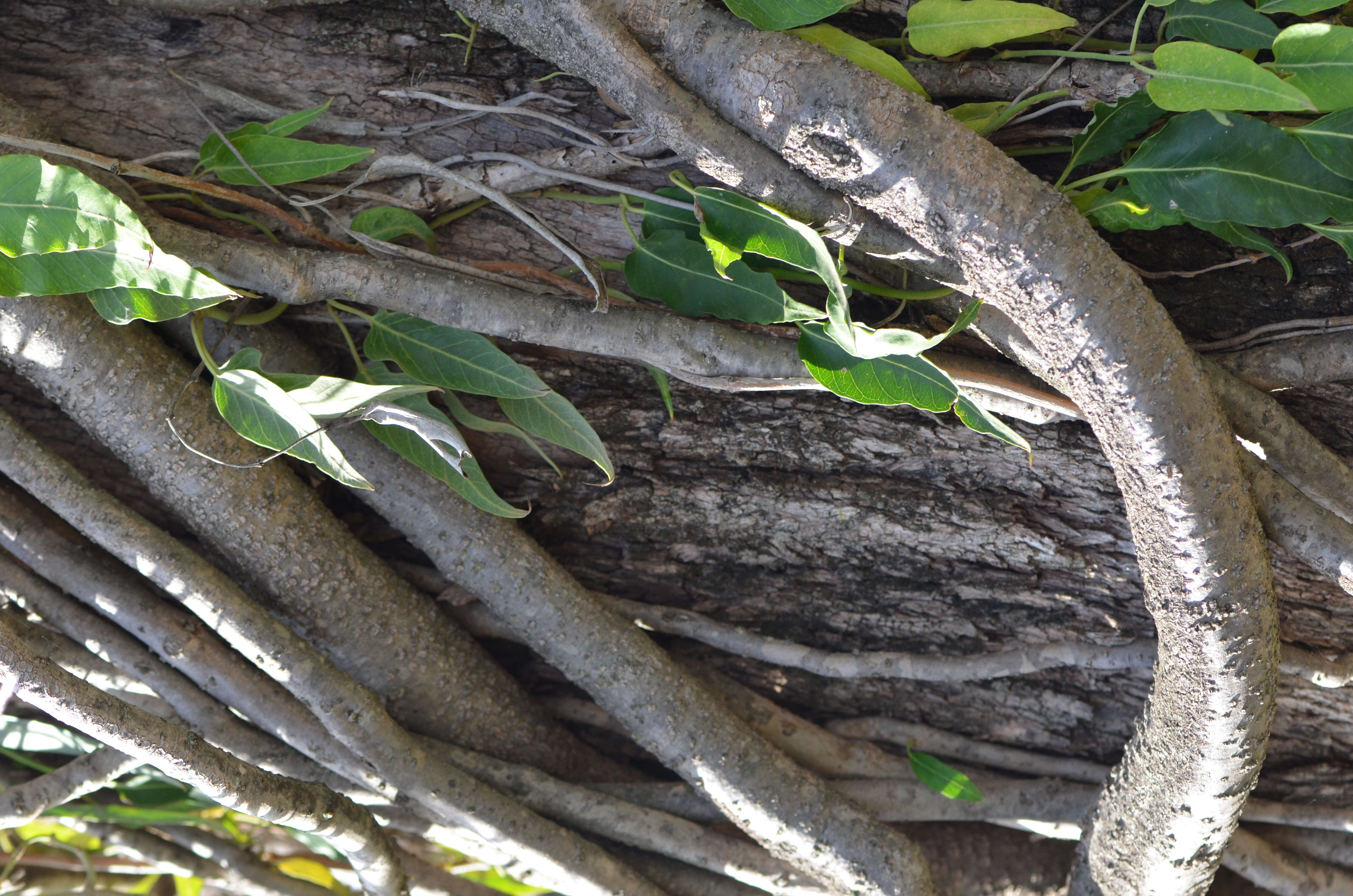 Image of Parsonsia eucalyptophylla F. Müll.