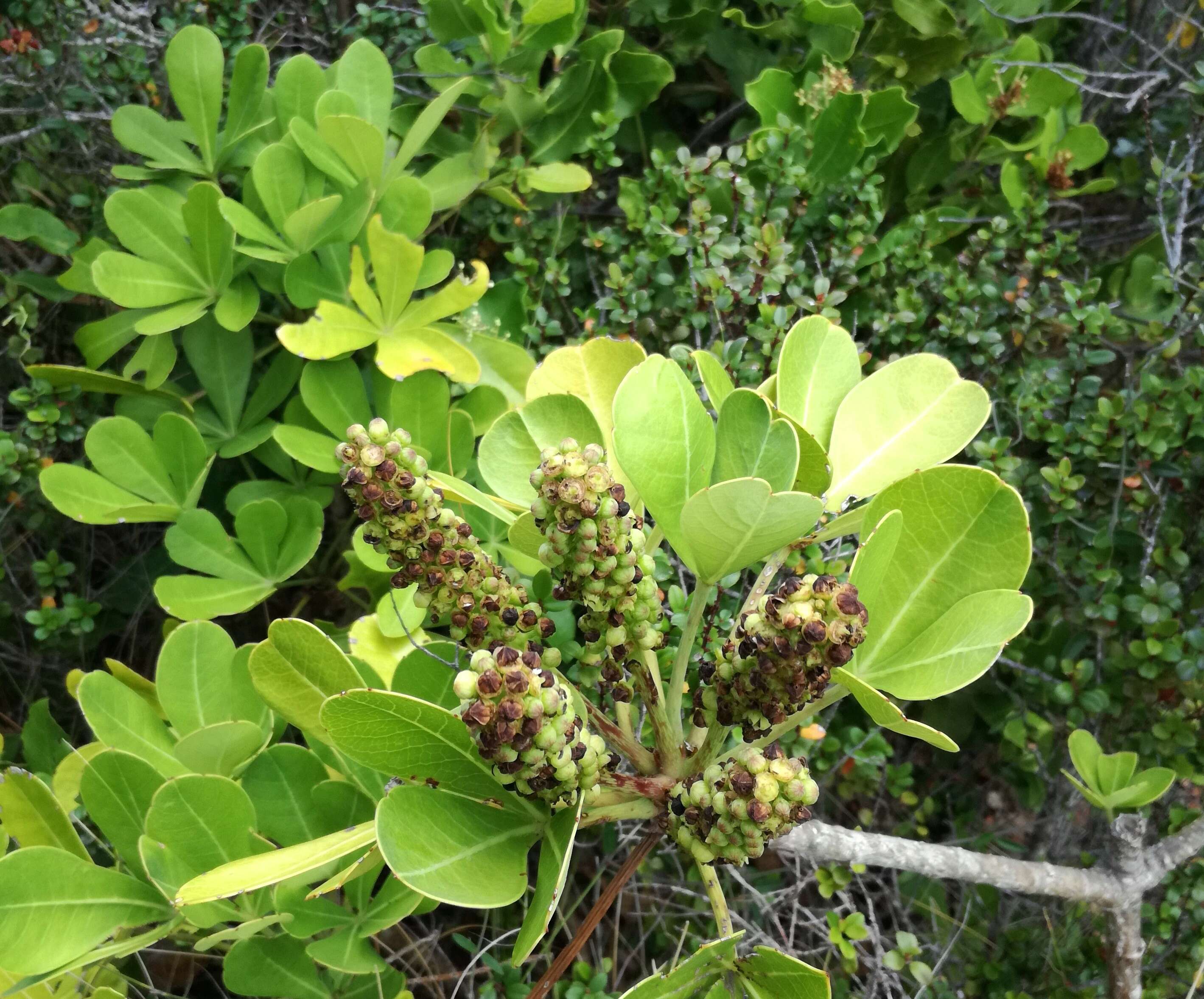 Cussonia thyrsiflora Thunb. resmi